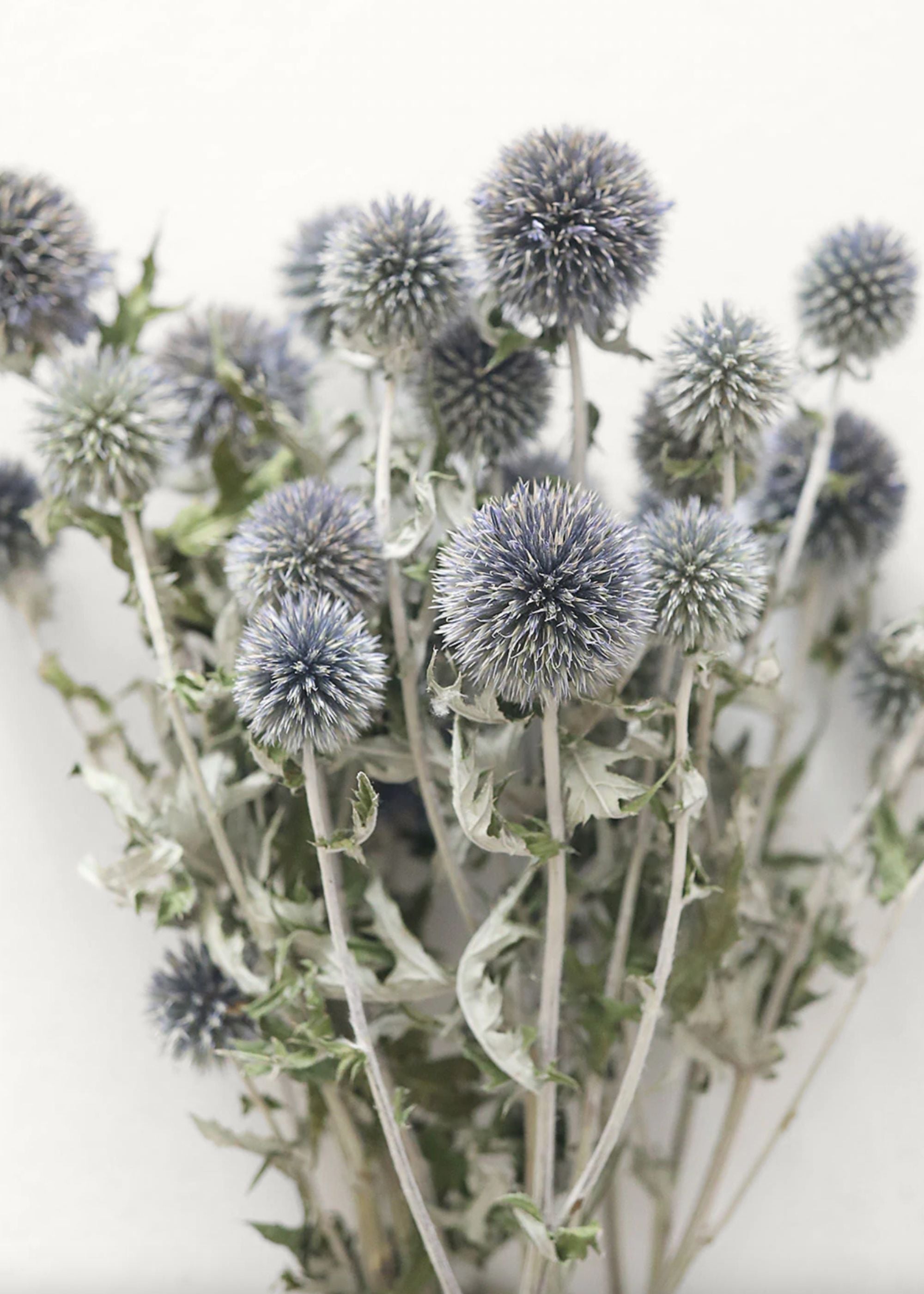 Blue Dried Echinops Globe Thistles - 16-22"