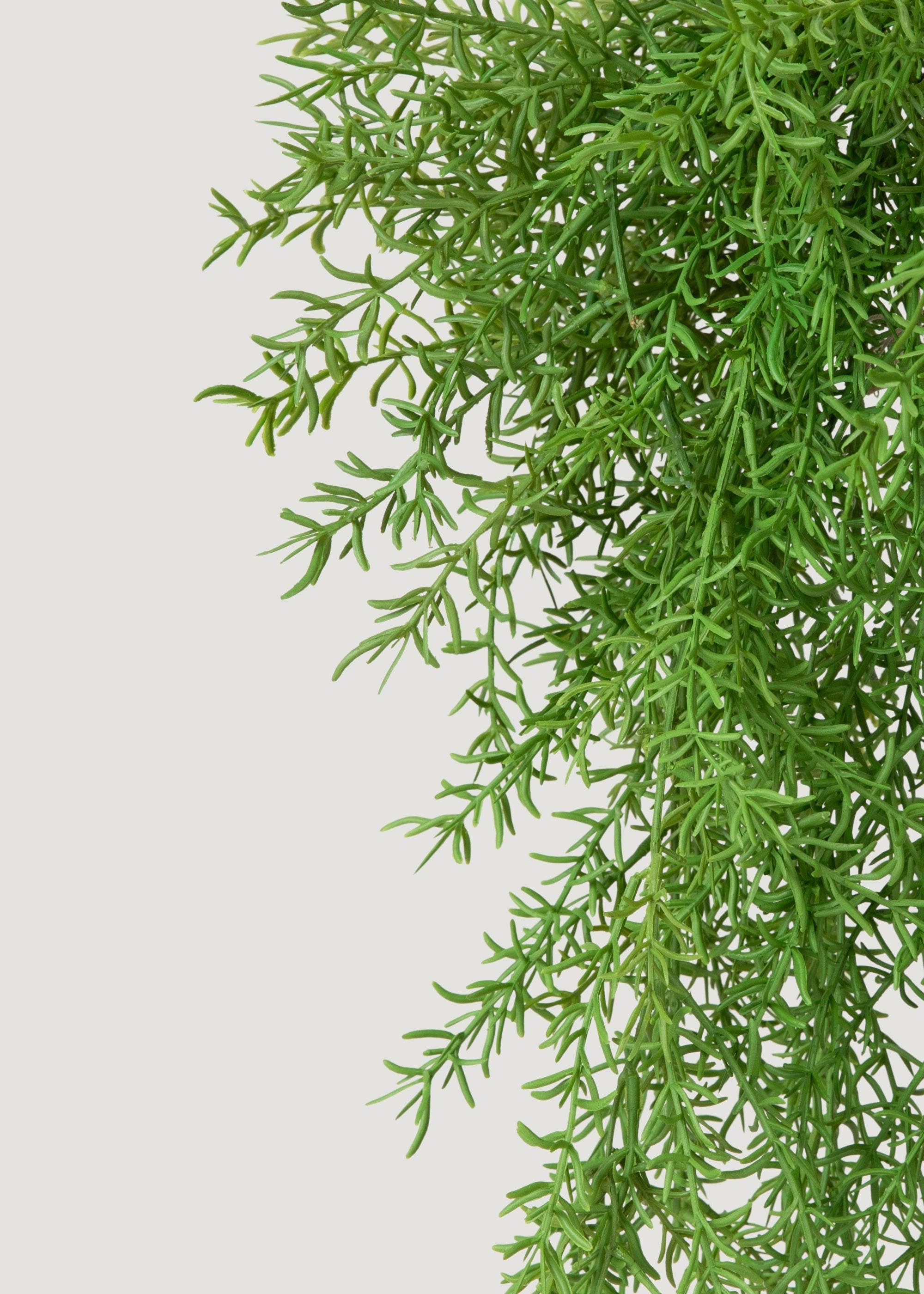 Artificial Hanging Asparagus Fern Plant - 22"