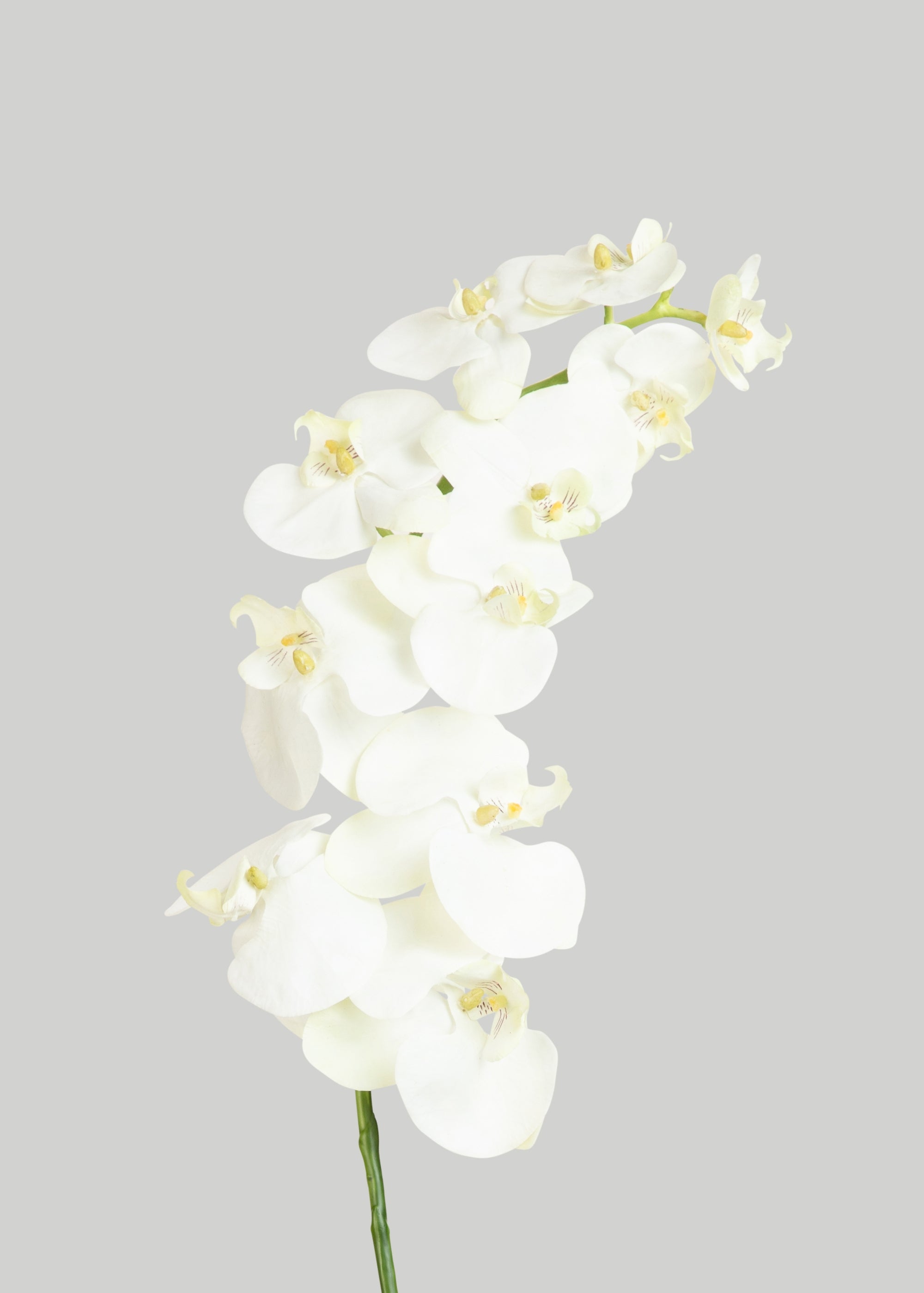 White Cream Artificial Phalaenopsis Orchids - 39"