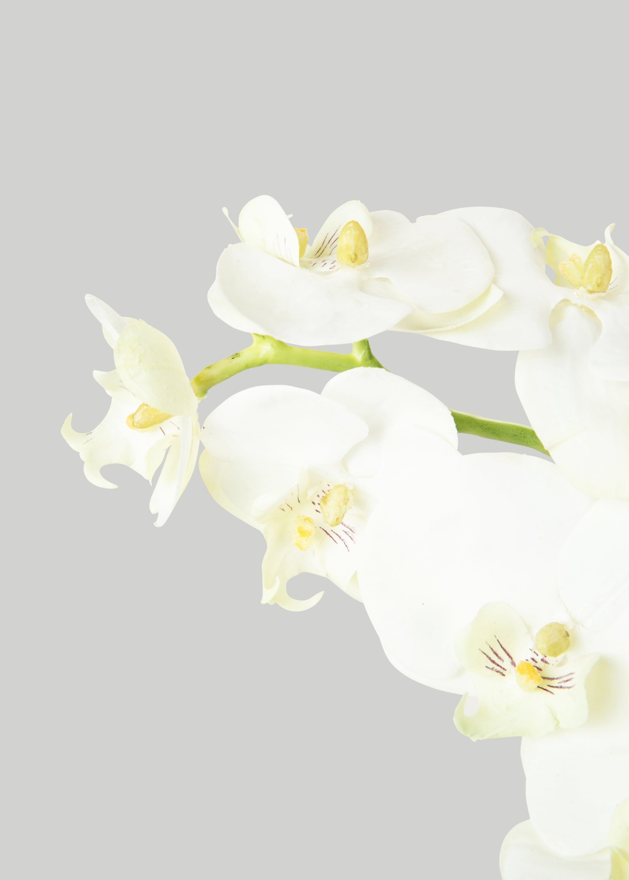 White Cream Artificial Phalaenopsis Orchids - 39"