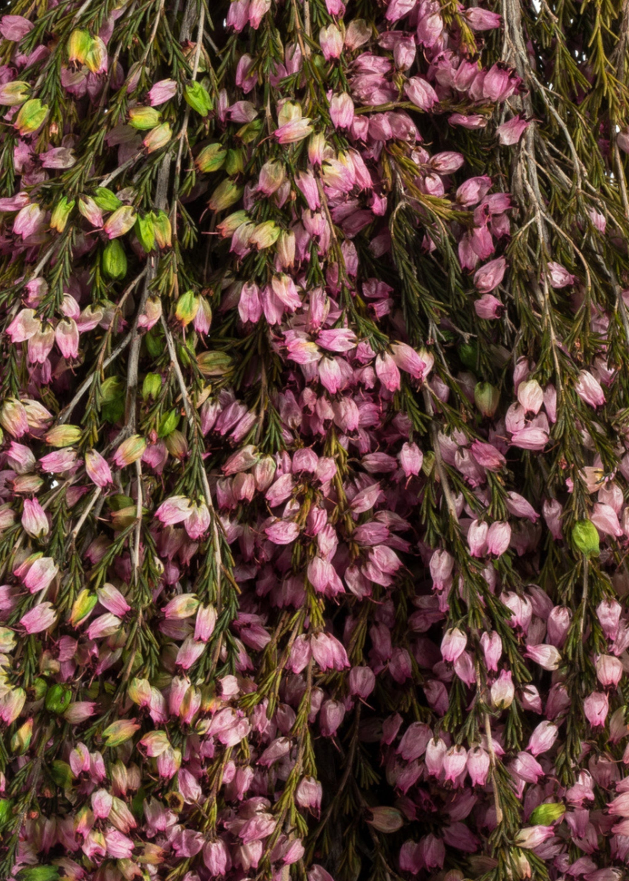 Dried Flowers Pink Preserved Heather Bundle - 18-20"