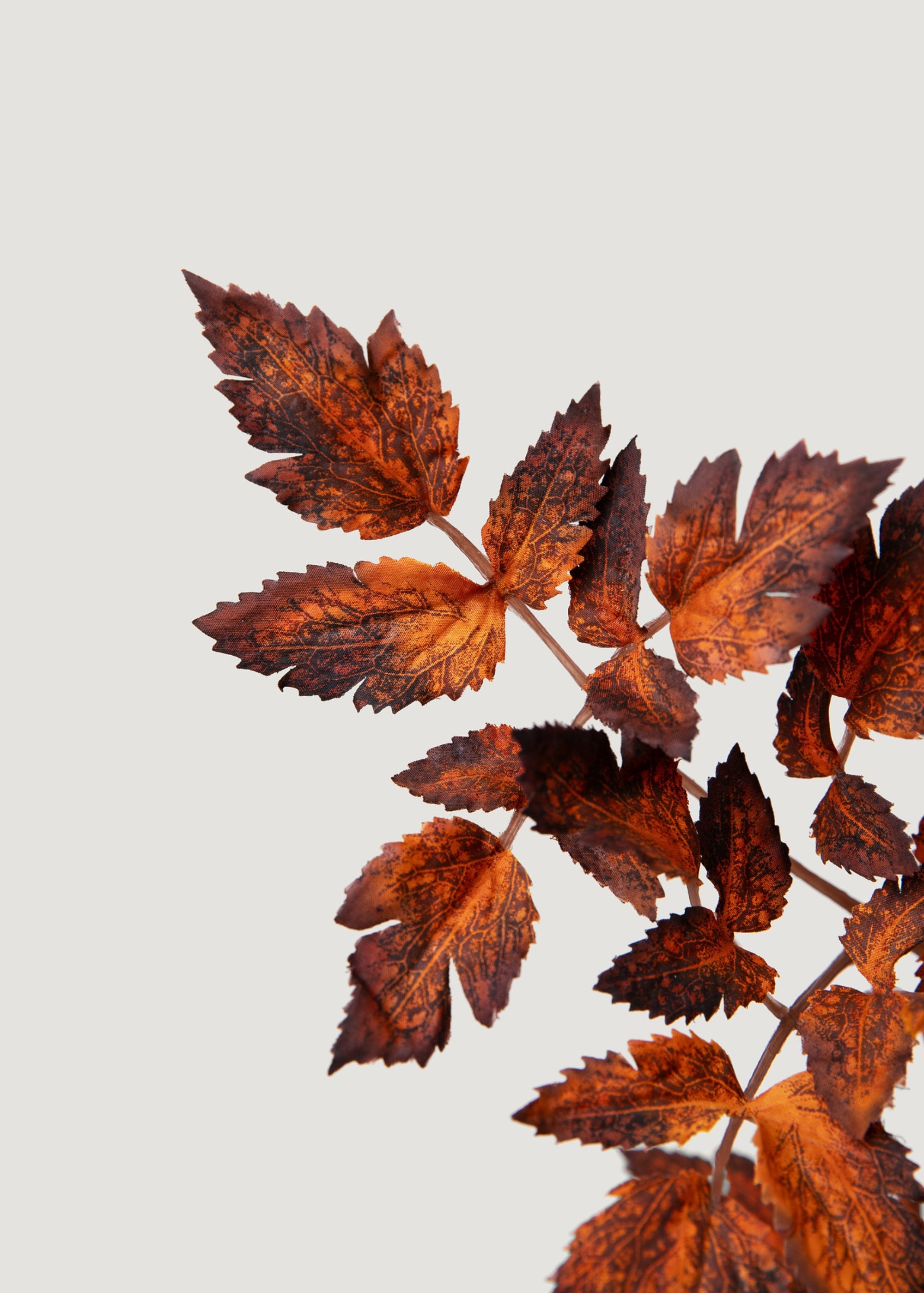 Afloral Faux Cimicifuga Leaf Spray in Brown - 31"