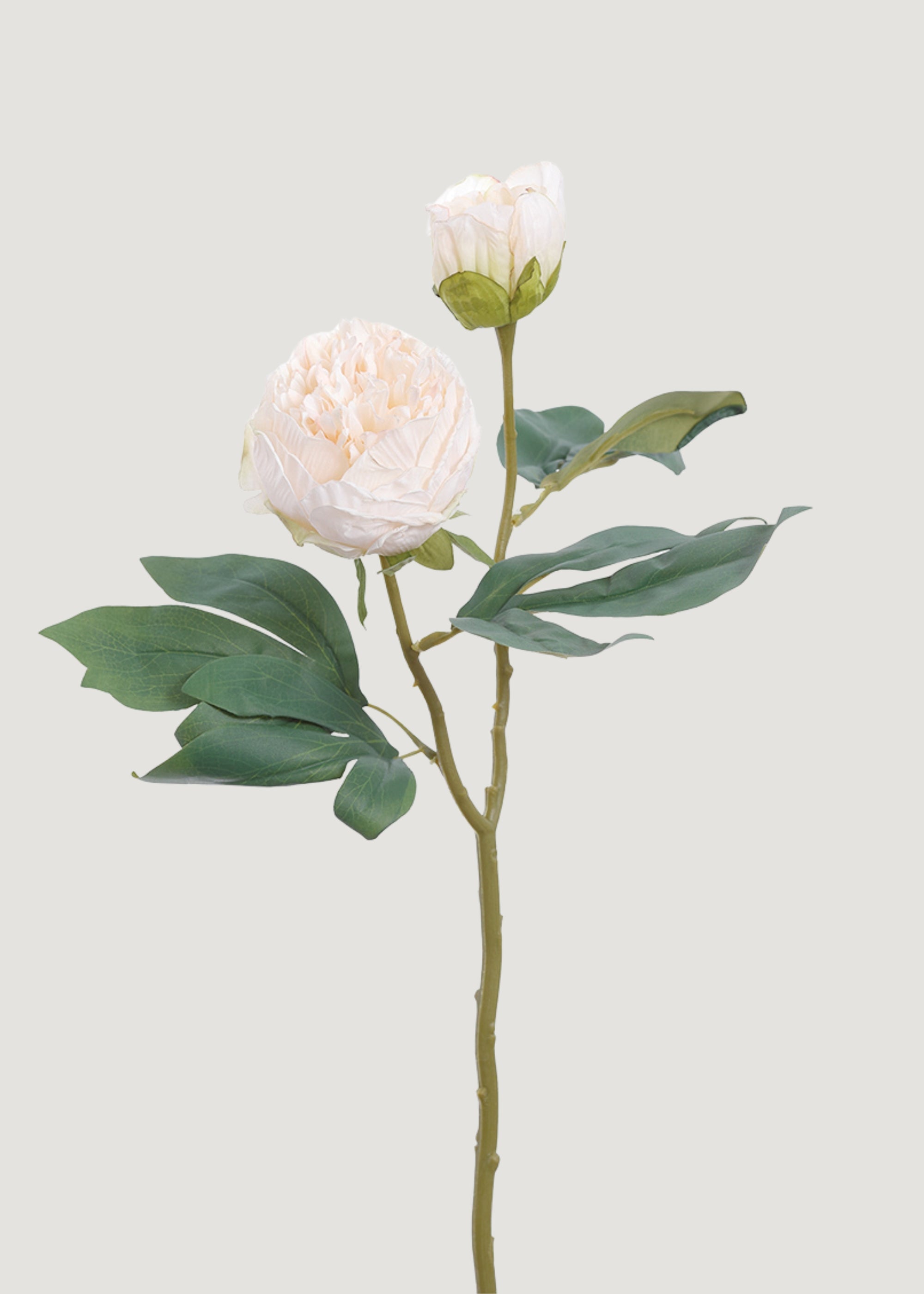 Dried Look Peony Fake Flower in Cream - 19"