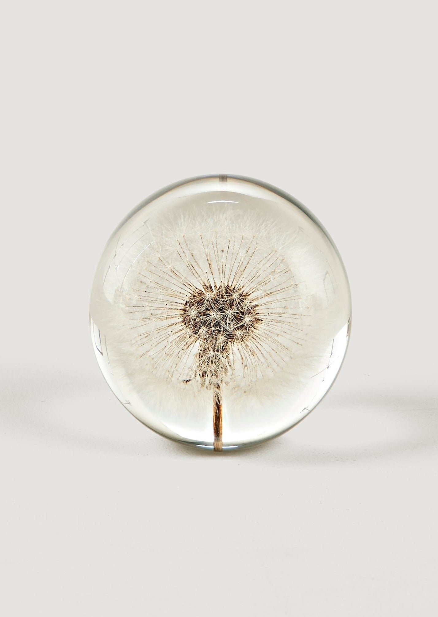 SABIGO Preserved Dandelion Head Paper Weight - 3" - RadialPreserved Dandelion Head Paper Weight - 3"