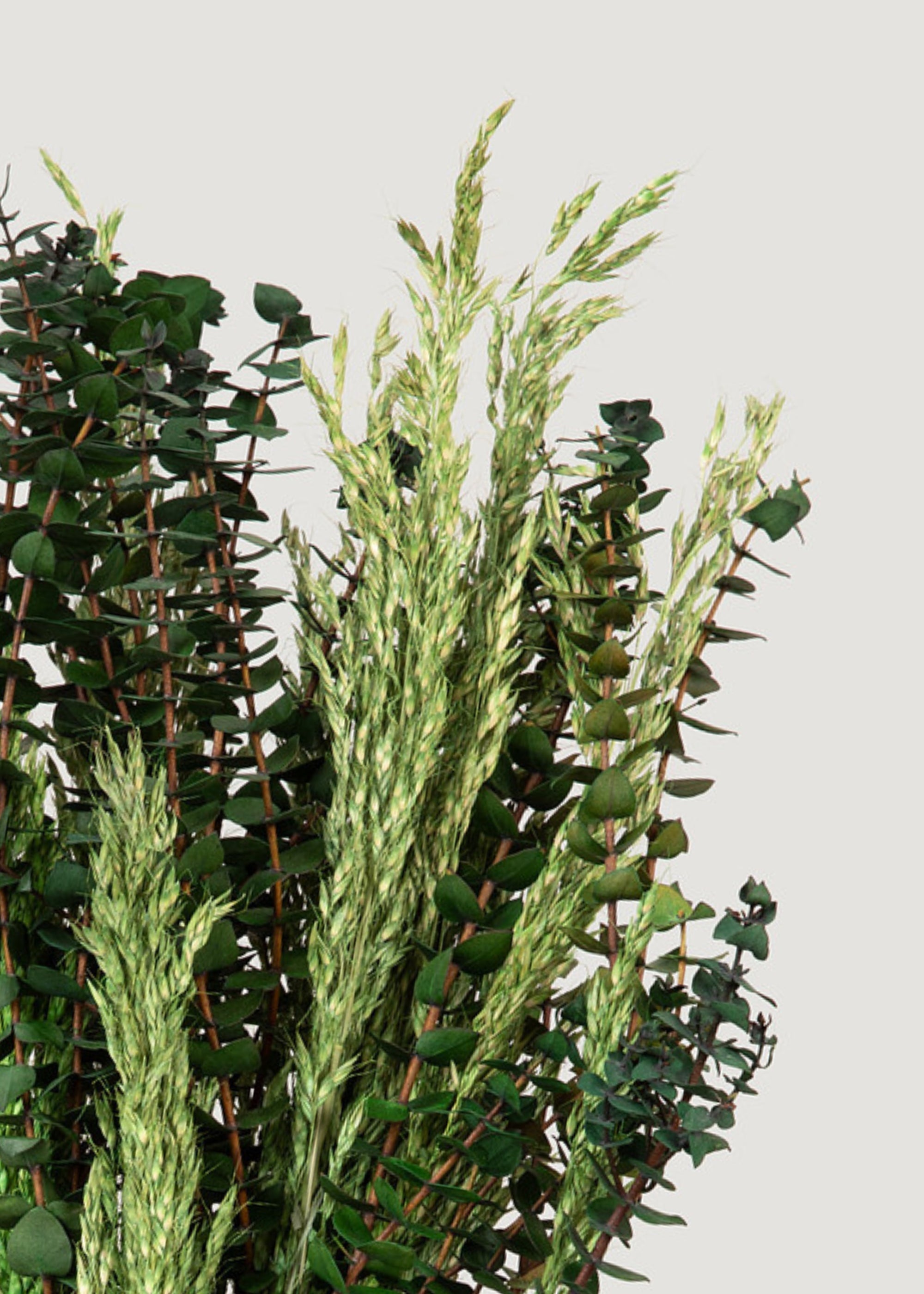Mixed Bundle of Preserved Eucalyptus and Grass - 24"