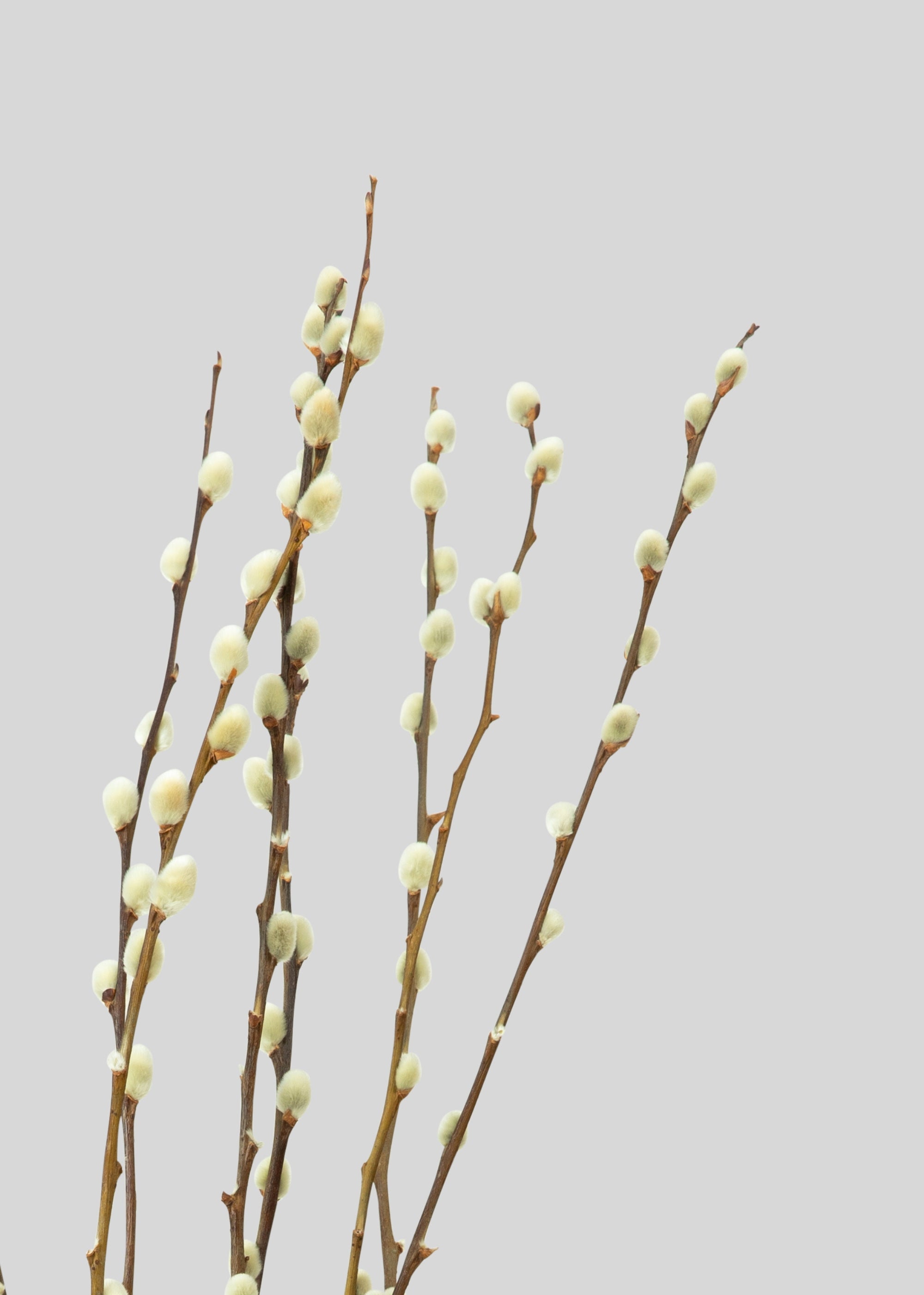 Natural Dried Pussy Willow Branch Bundle - 29.5"