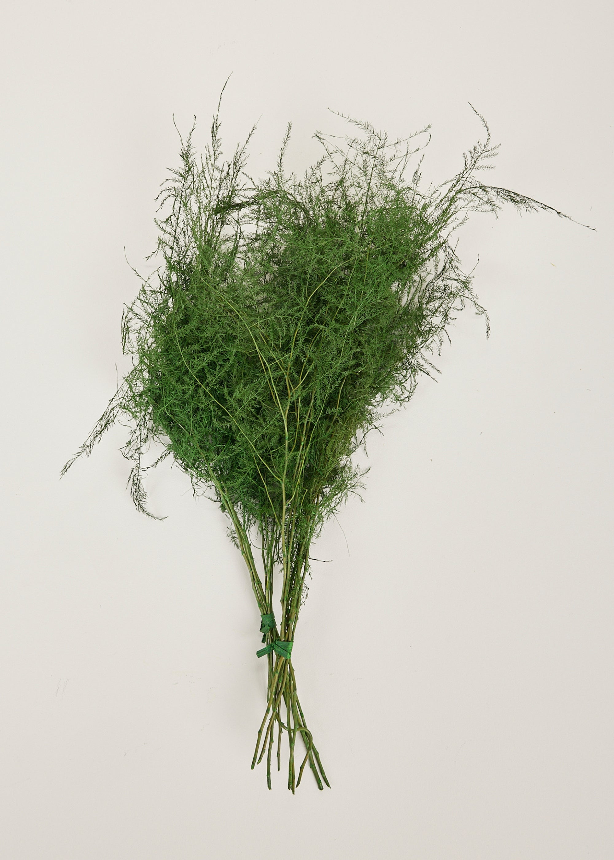 Preserved Asparagus Plumosus Fern  - 12"-28"
