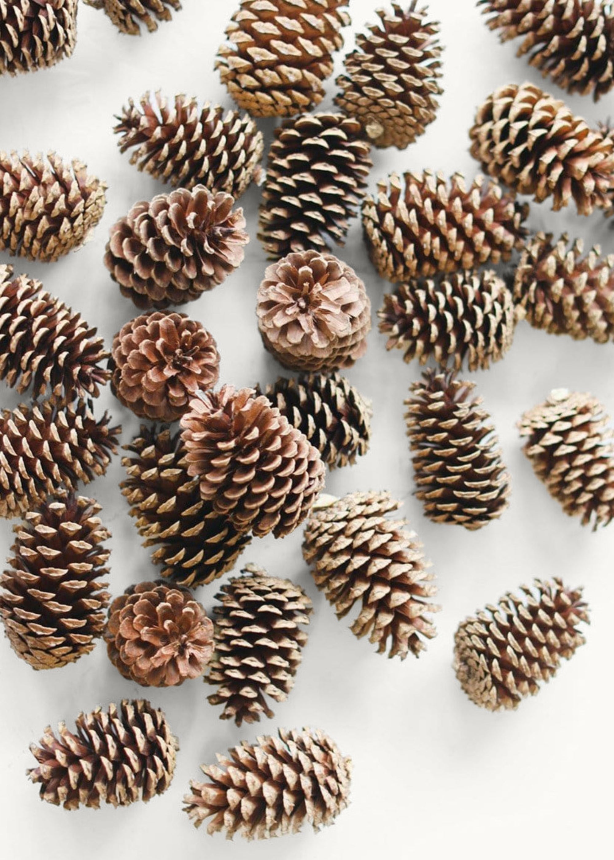 Box of 100 Natural Pine Cones - 2-6"