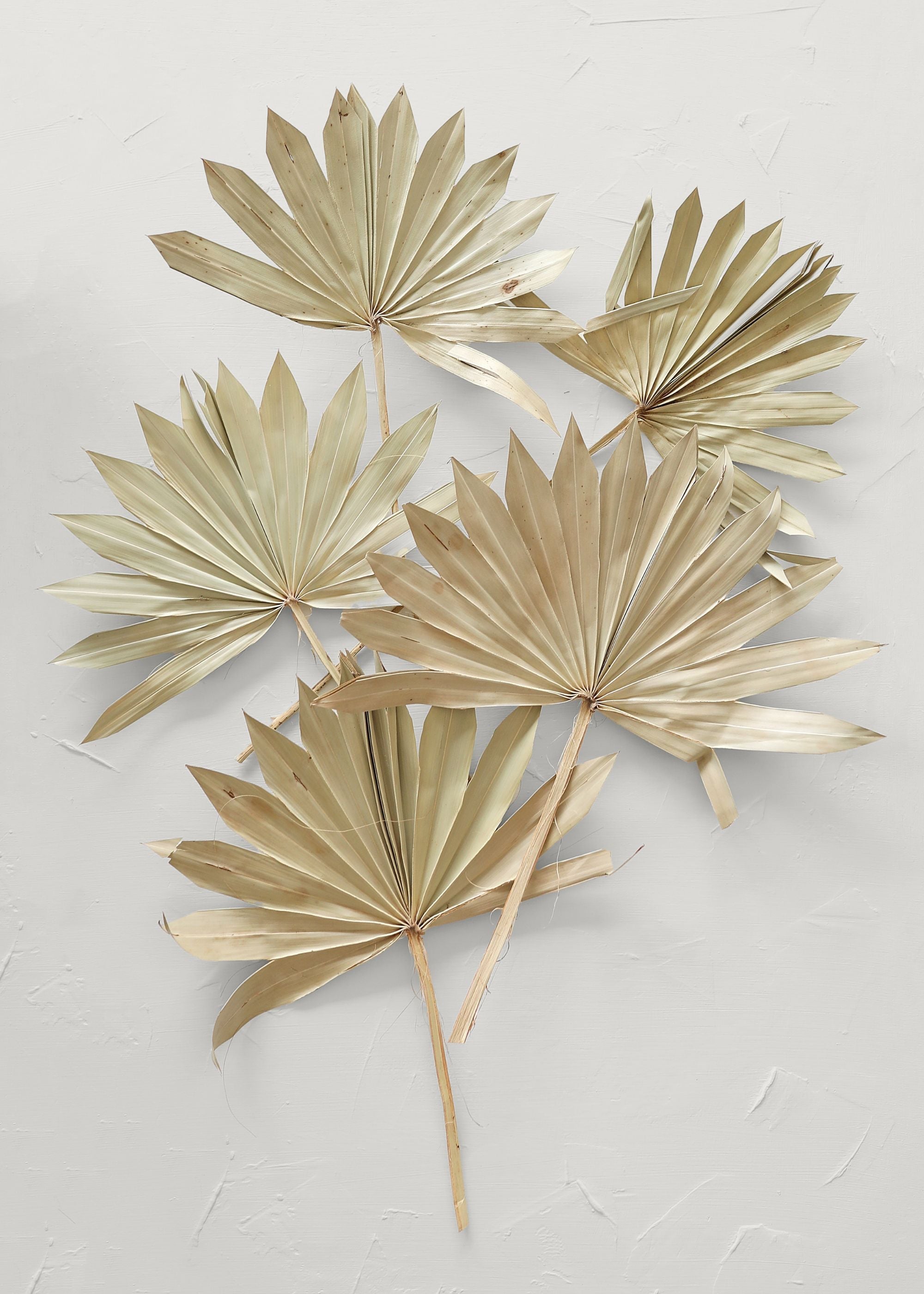 Bundle of 5 Afloral Natural Sun Palms - 14-20"