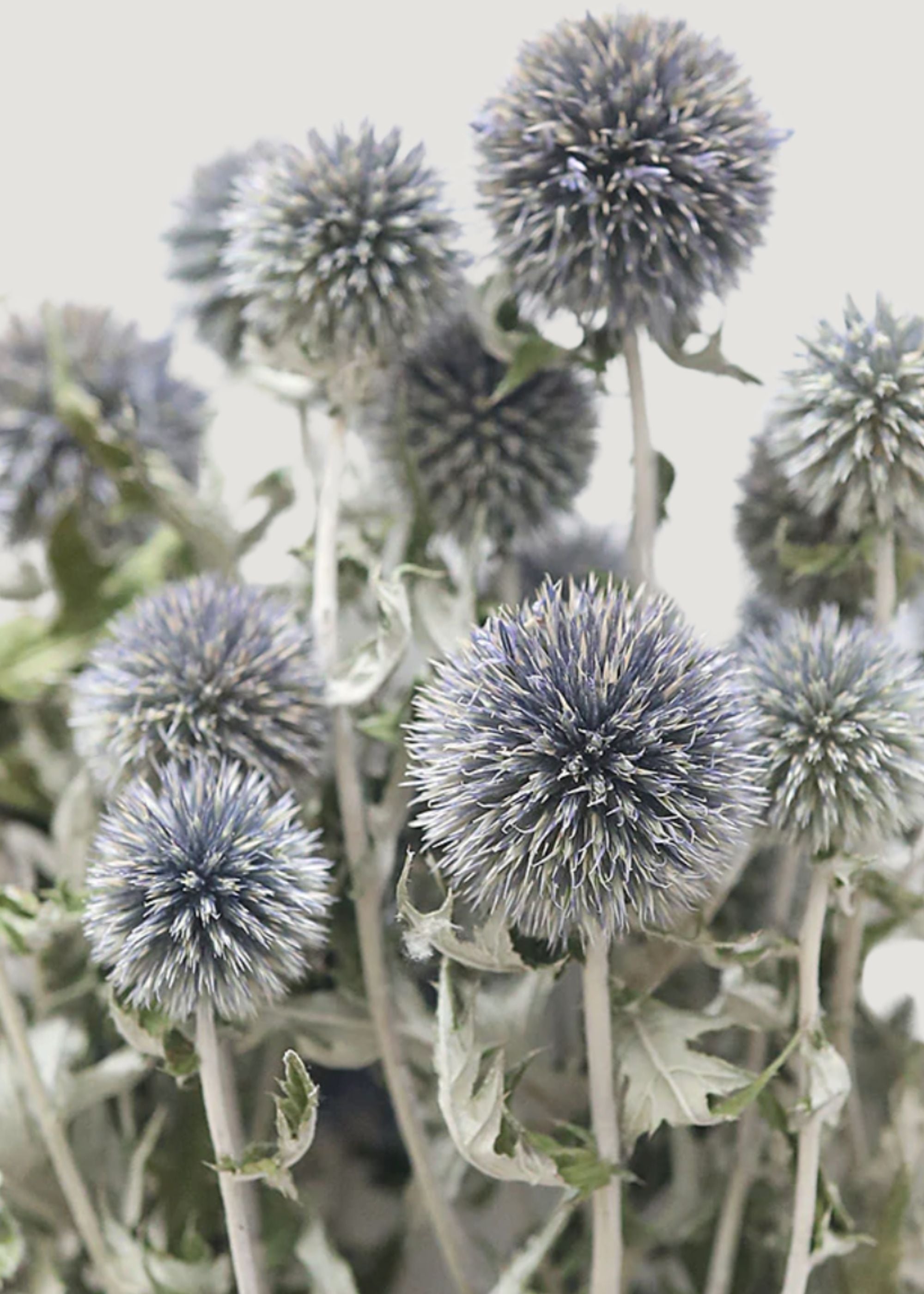 Blue Dried Echinops Globe Thistles - 16-22"