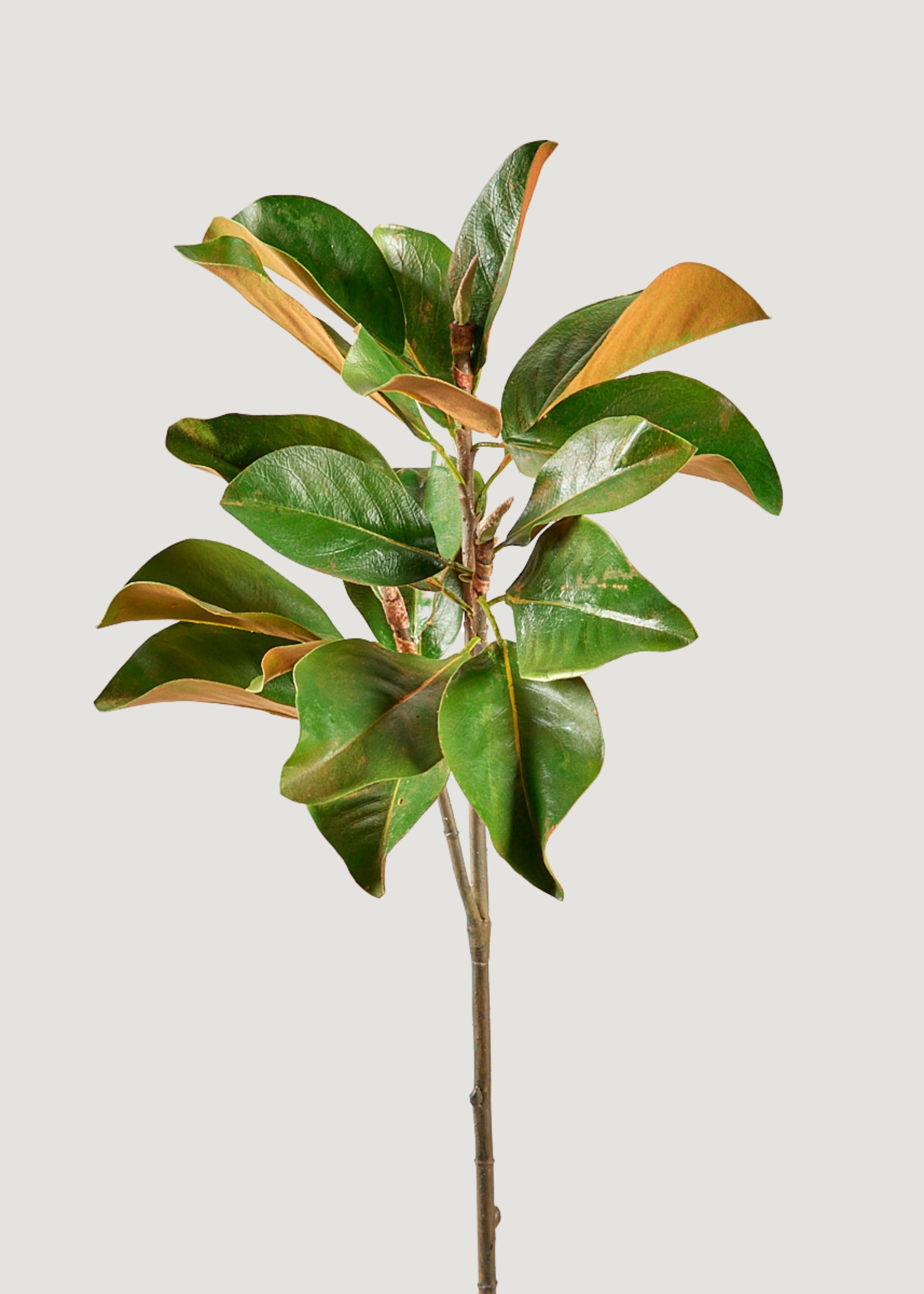 Faux Magnolia Leaf Branch - 41"