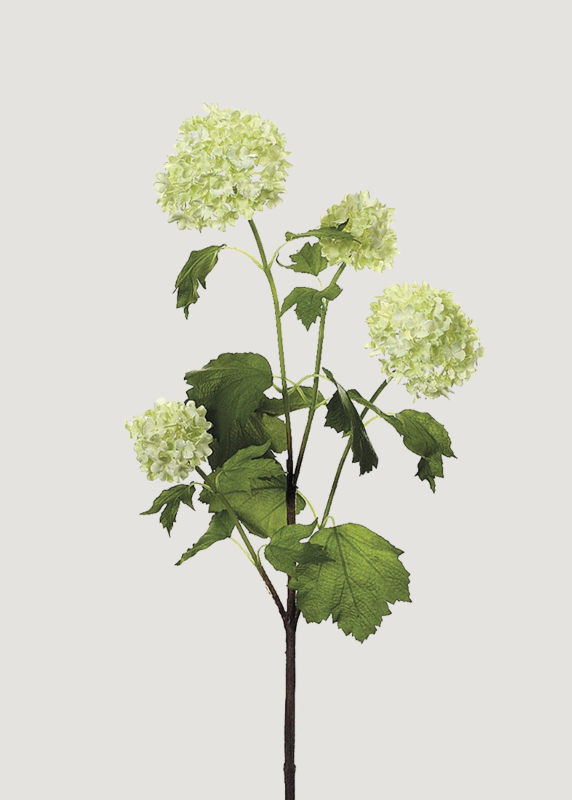 Green Cream Artificial Snowball Flowers - 24"