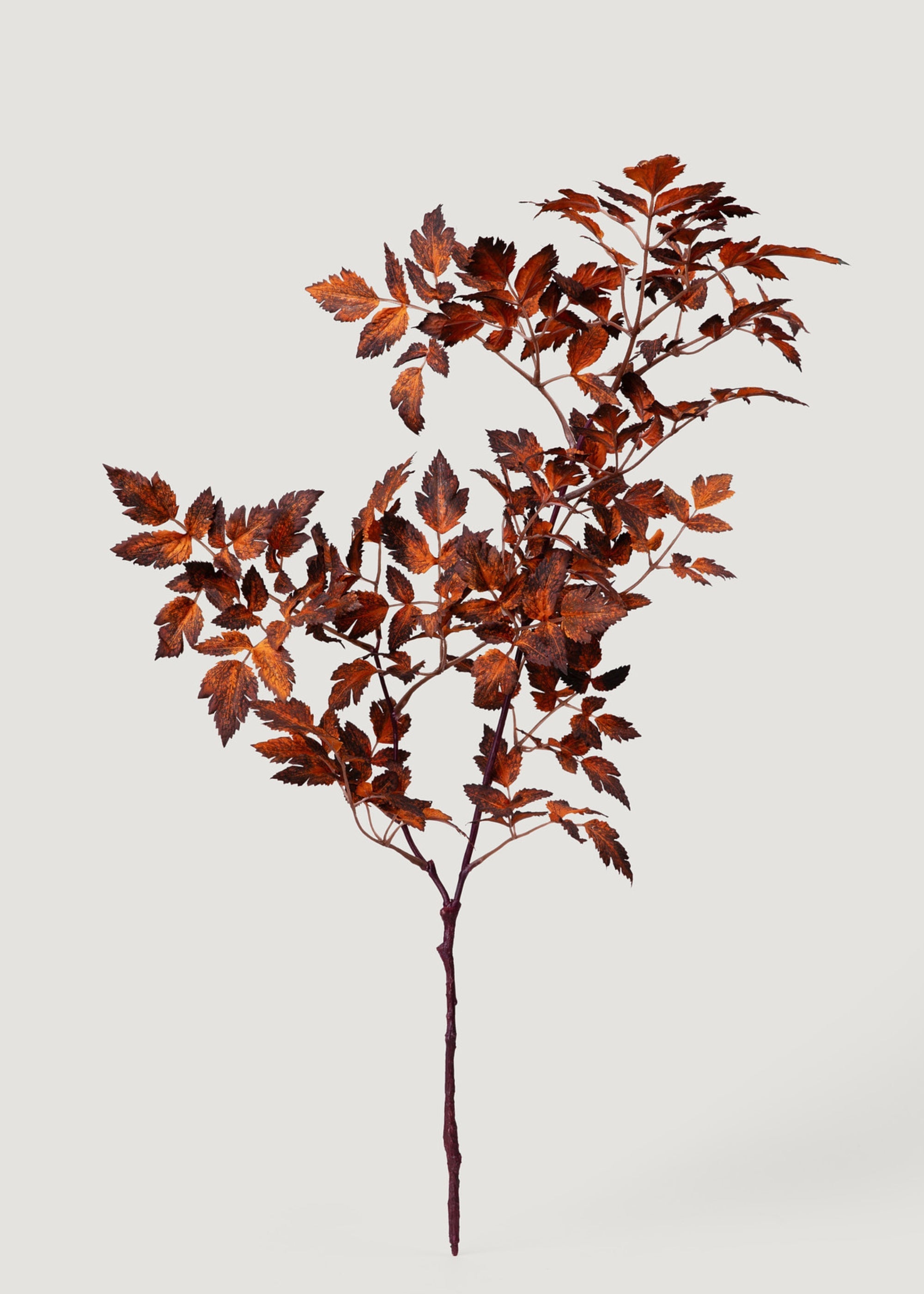 Afloral Faux Cimicifuga Leaf Spray in Brown - 31"