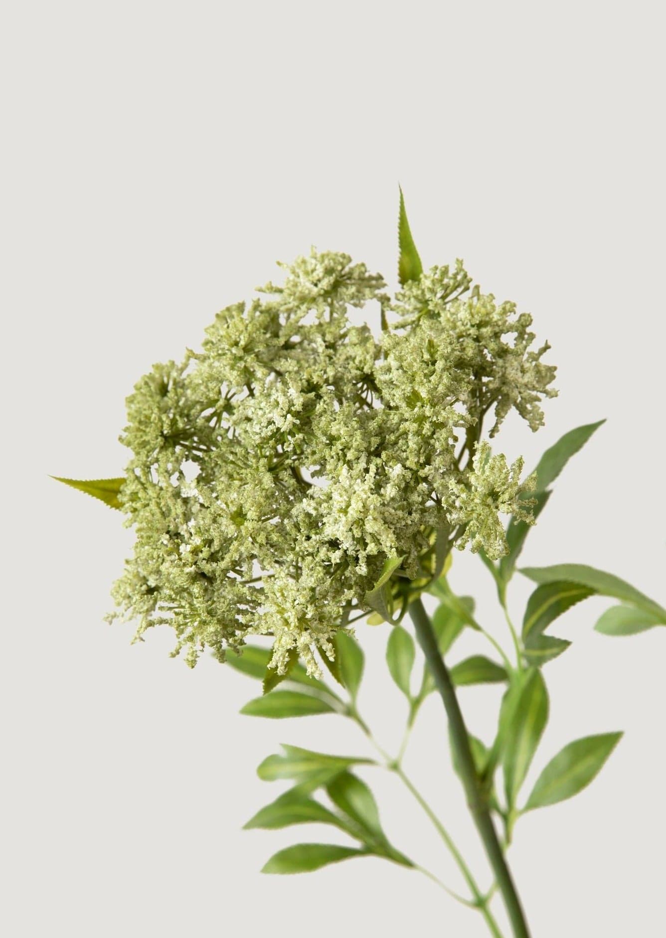SALE - Faux Queen Anne's Lace Wildflowers - 36"