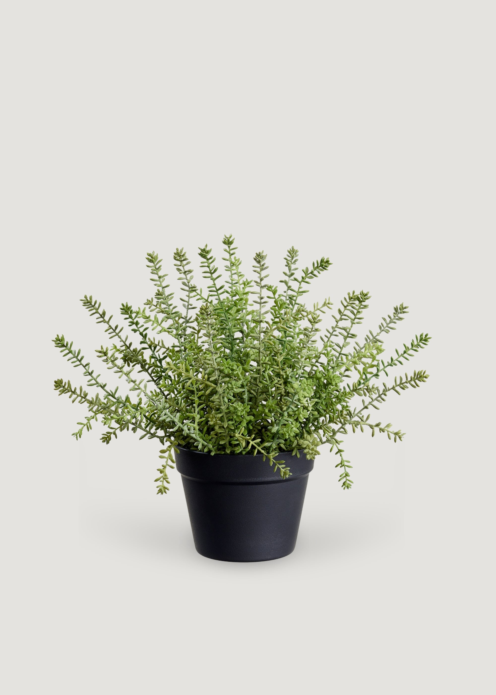 Fake Plants Potted Sedum Succulent in Plastic Pot - 15.5"