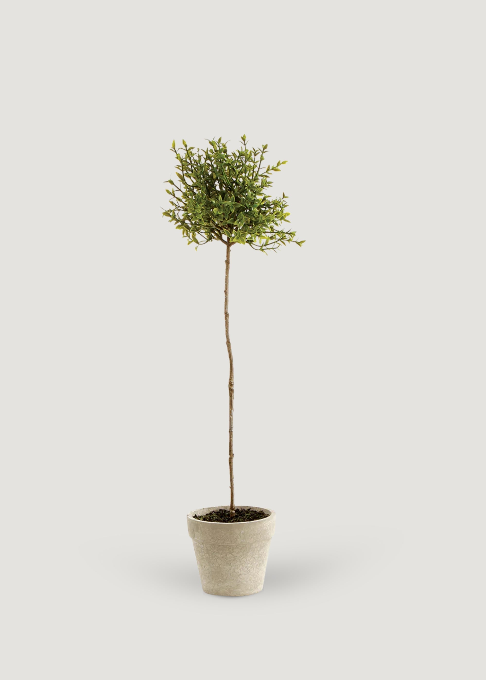 Fake Thyme Herb Topiary Potted Plant - 16"